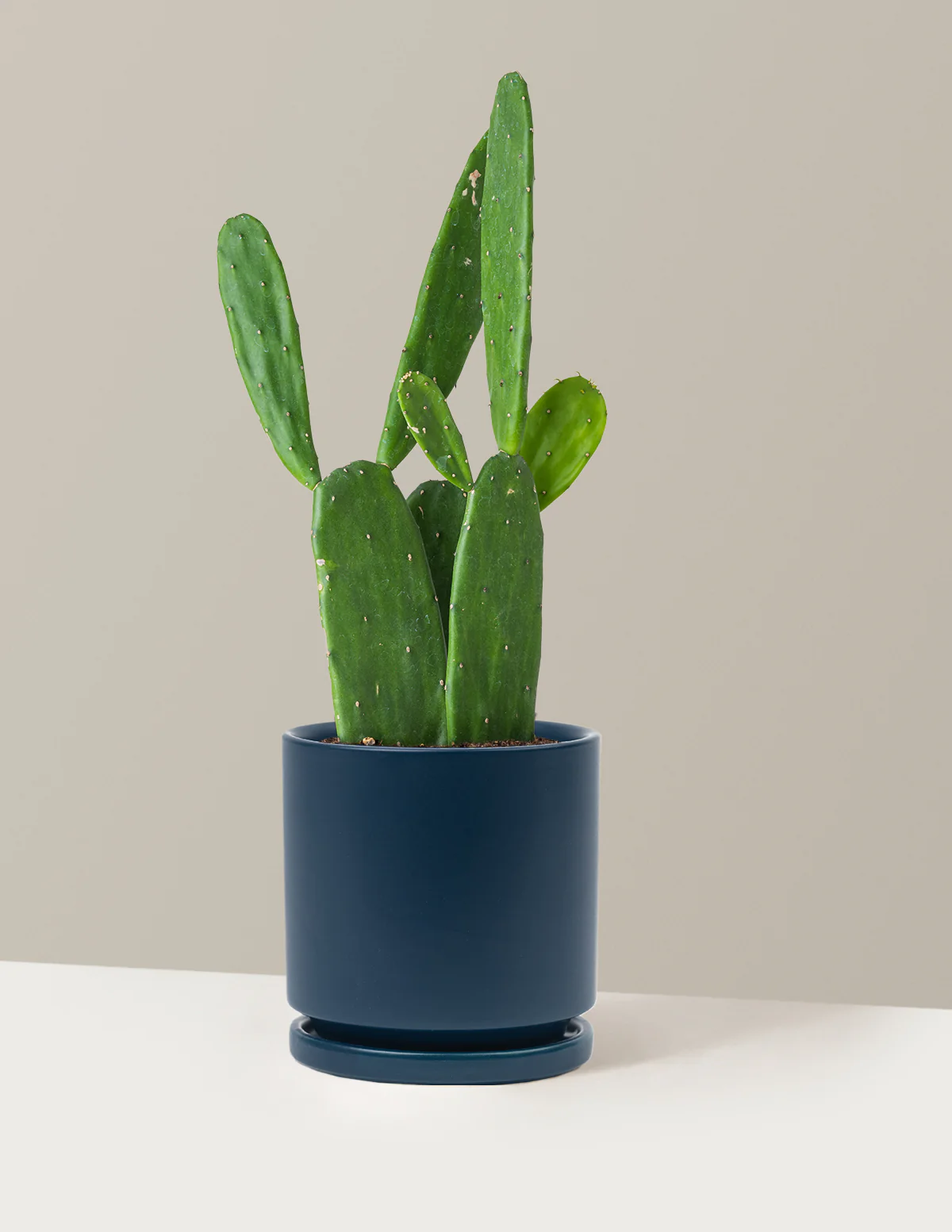 Prickly Pear Cactus - Image 28