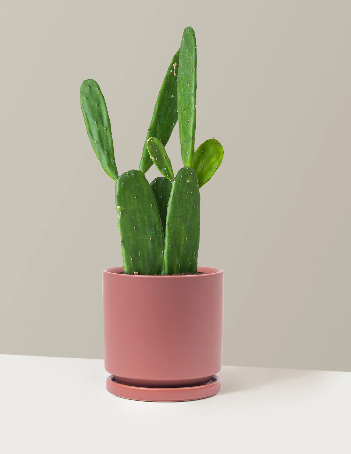 Prickly Pear Cactus - Image 29