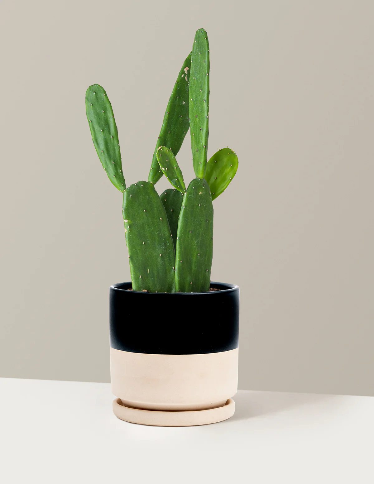 Prickly Pear Cactus - Image 3