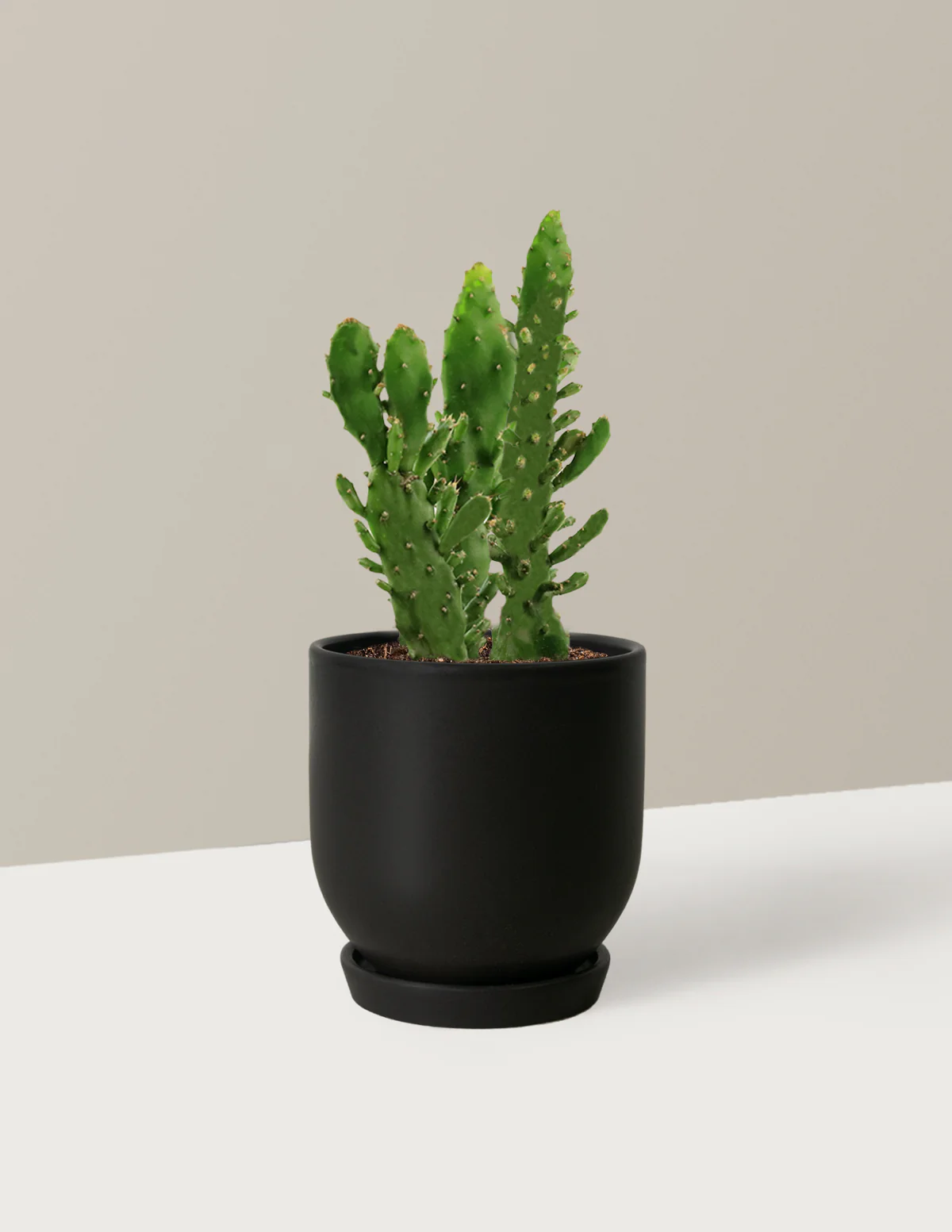 Prickly Pear Cactus - Image 30