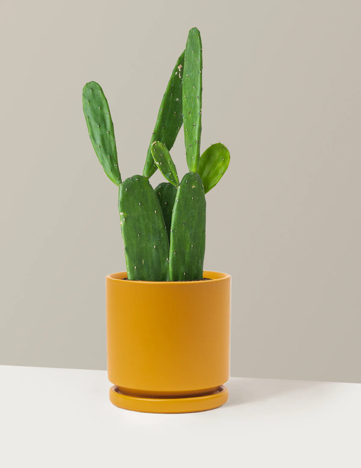 Prickly Pear Cactus - Image 31