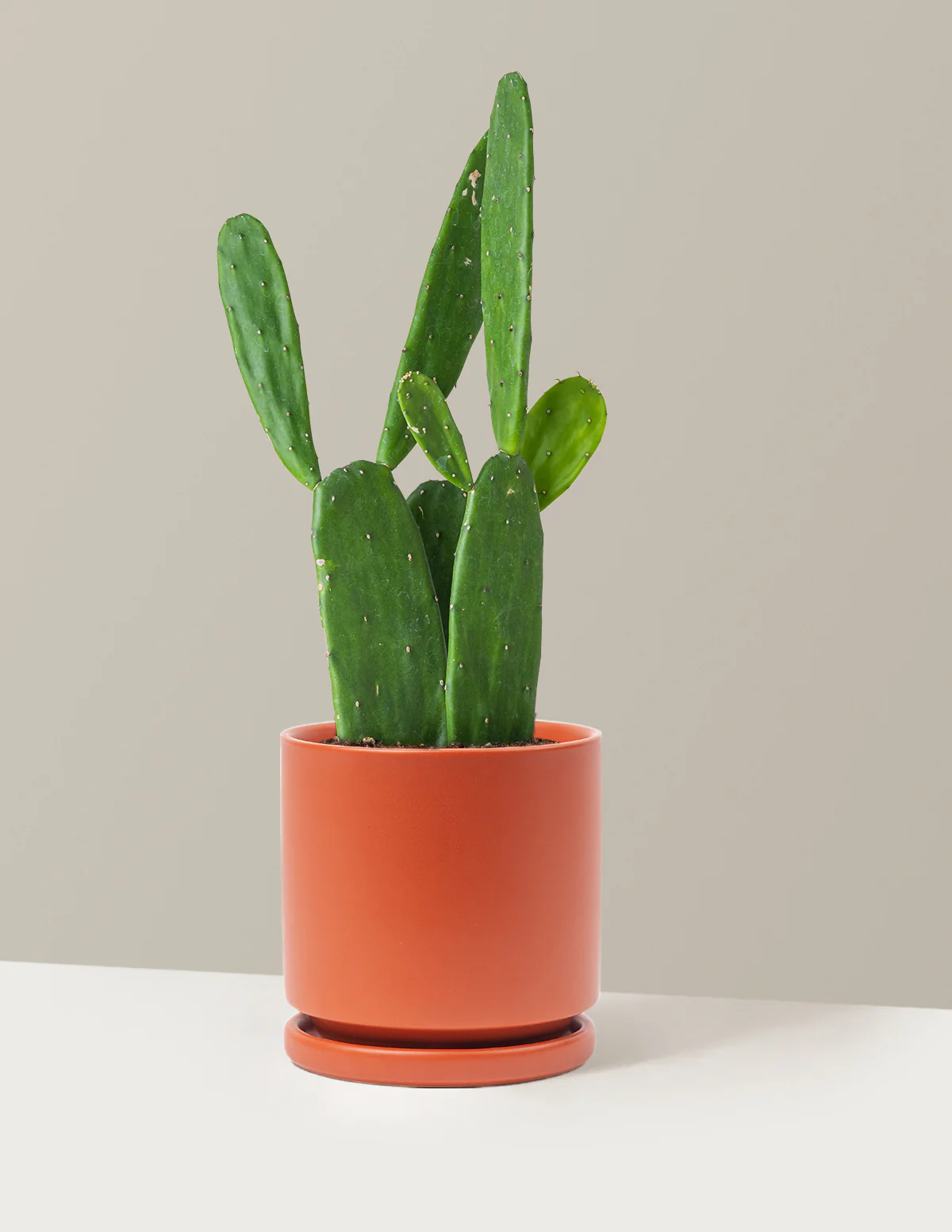 Prickly Pear Cactus - Image 32