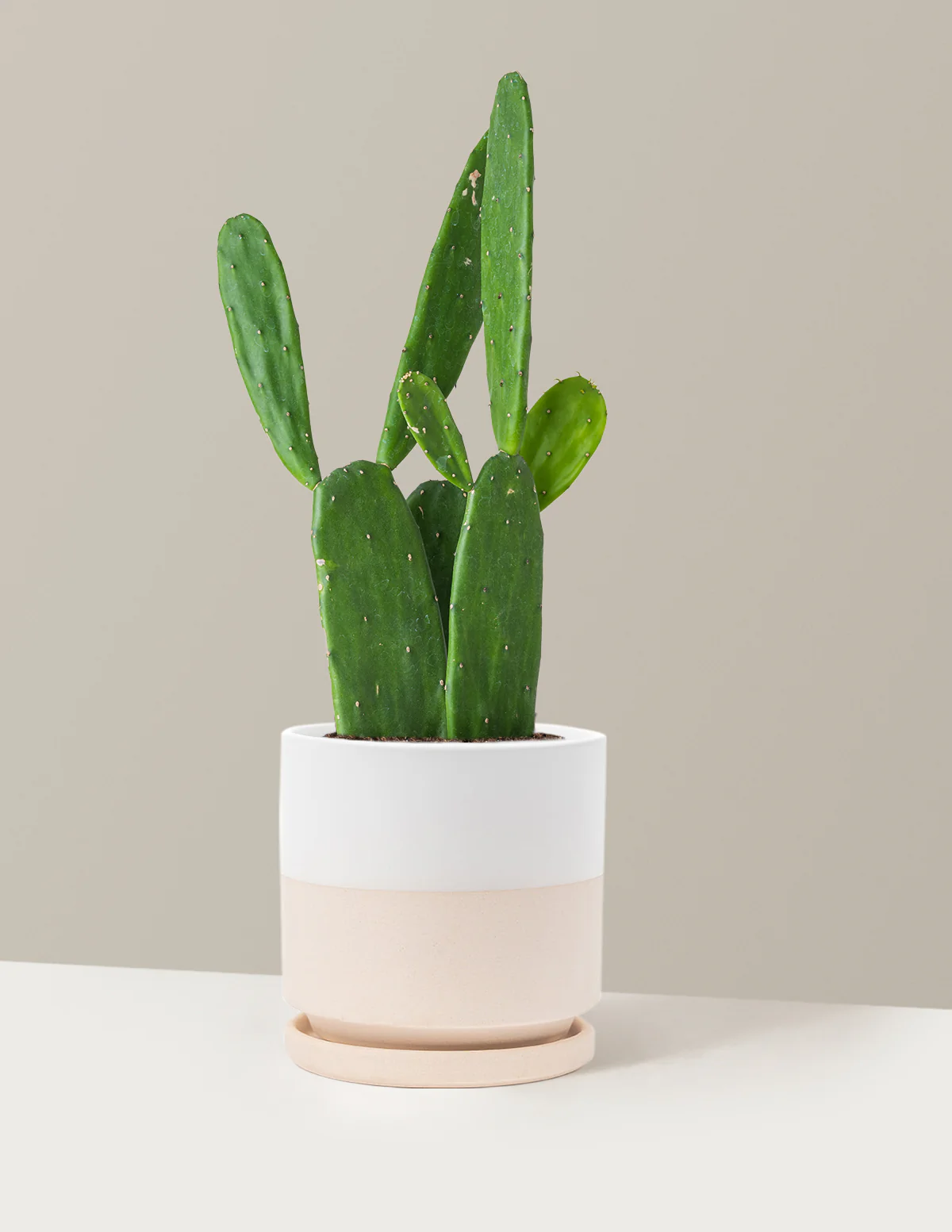 Prickly Pear Cactus - Image 33