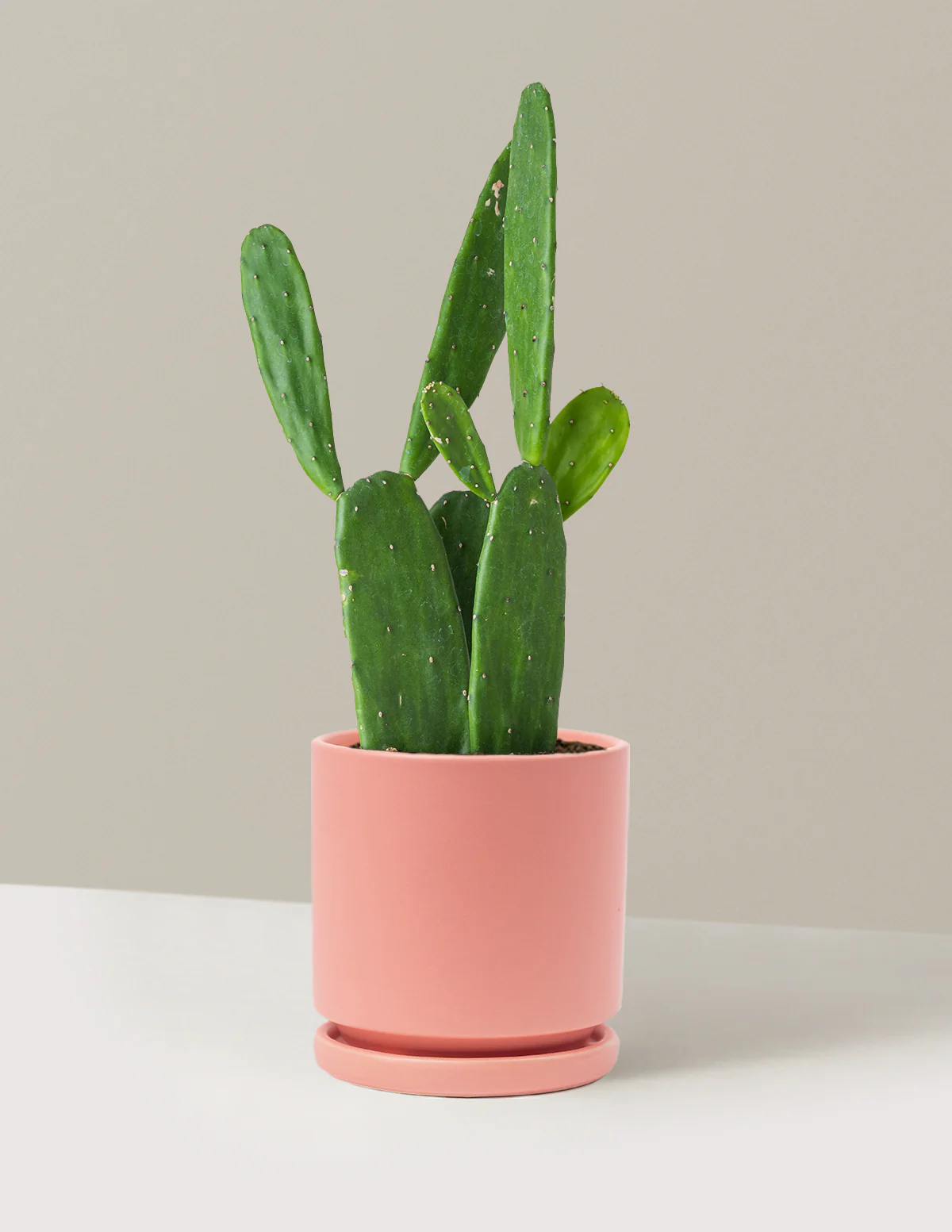 Prickly Pear Cactus - Image 34
