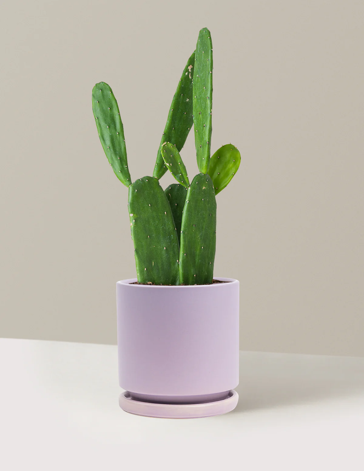 Prickly Pear Cactus - Image 35