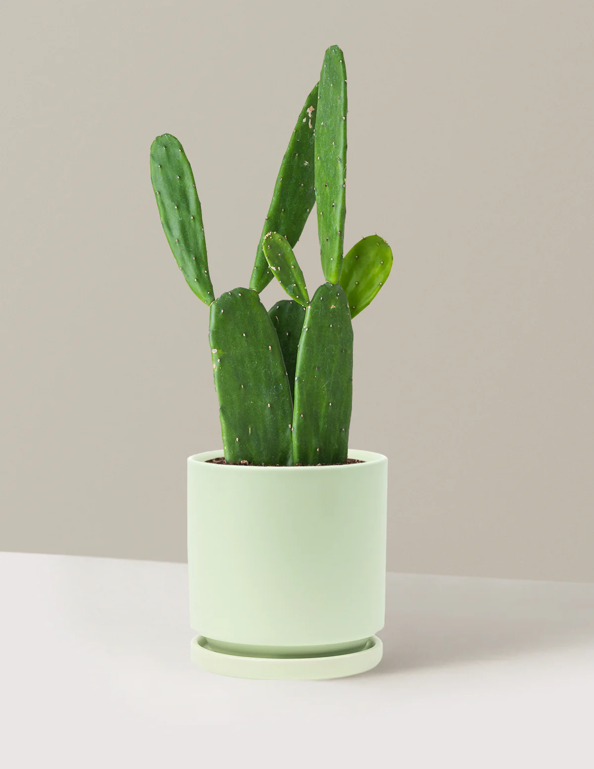 Prickly Pear Cactus - Image 36