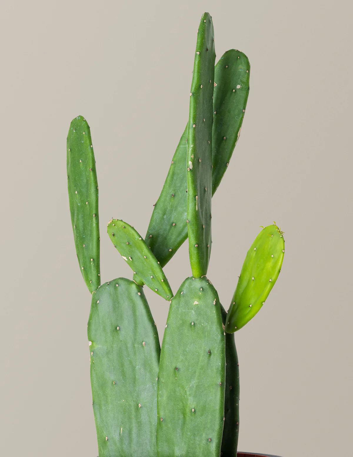 Prickly Pear Cactus - Image 4