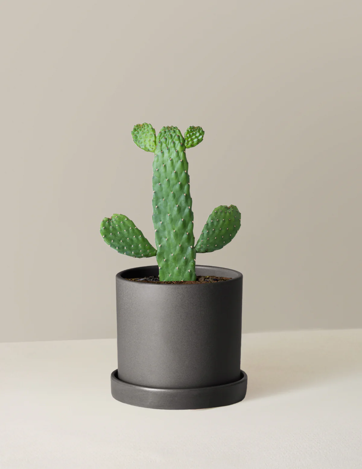 Prickly Pear Cactus Joseph's Coat - Image 14