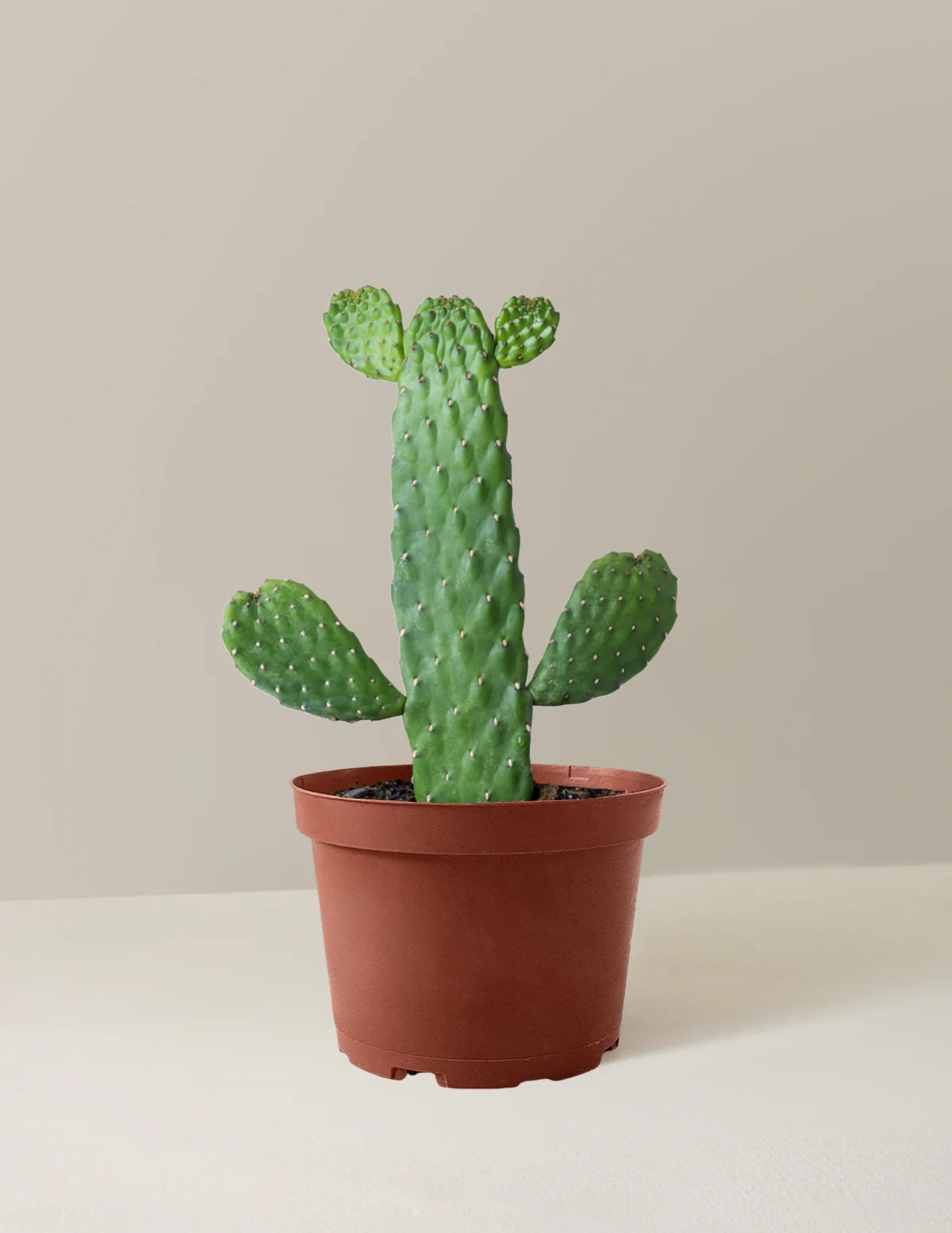 Prickly Pear Cactus Joseph's Coat - Image 15