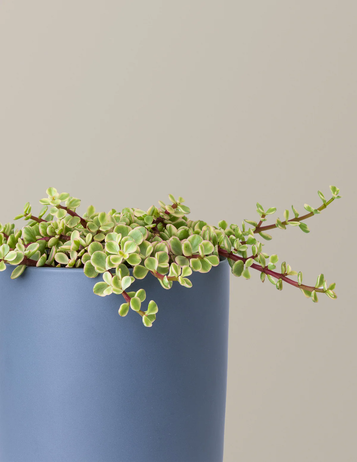 Variegated Elephant Bush Prosperity Plant - Image 4