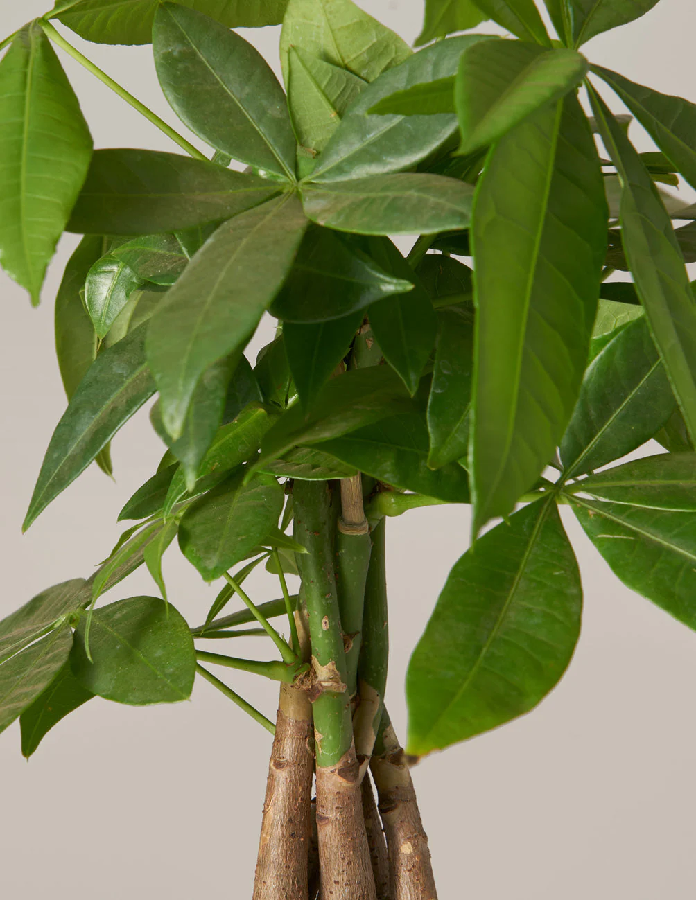 Money Tree Plant - Image 5