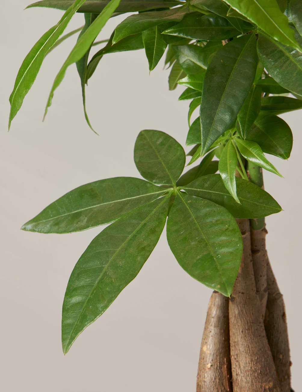 Money Tree Plant - Image 4