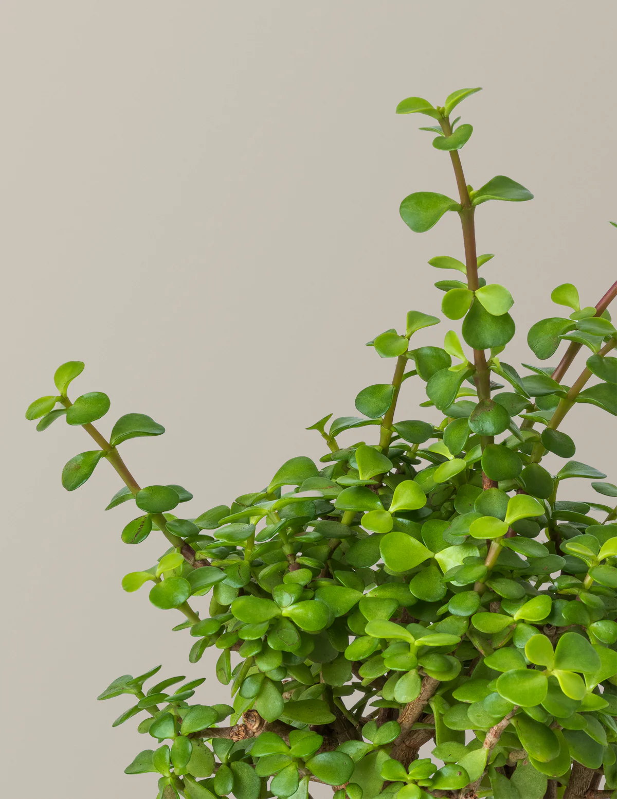 Elephant Bush Prosperity Plant - Image 3