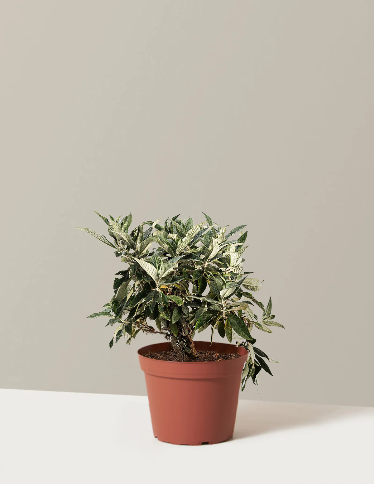 Pugster Blue® Butterfly Bush - Image 3