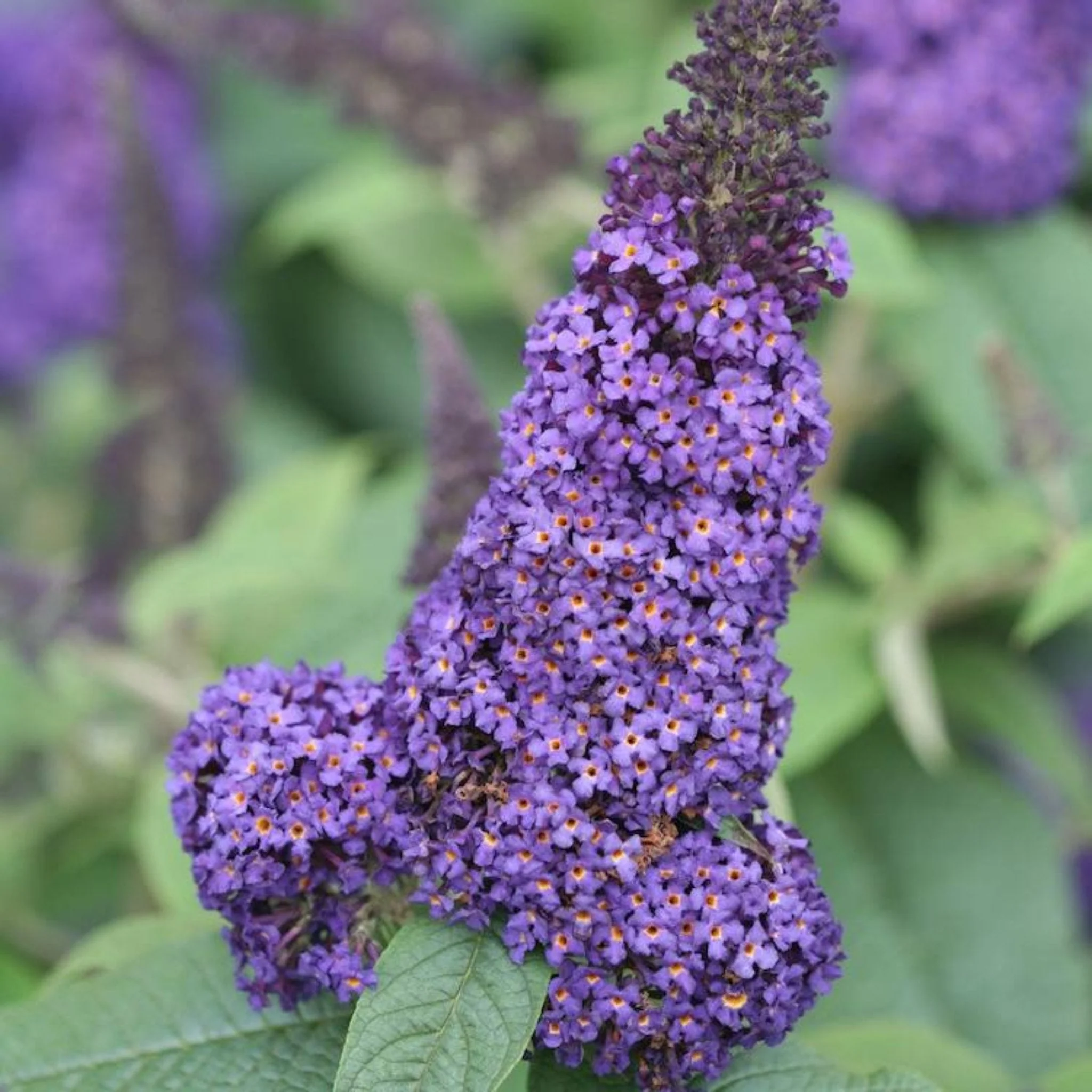 Pugster Blue® Butterfly Bush - Image 4