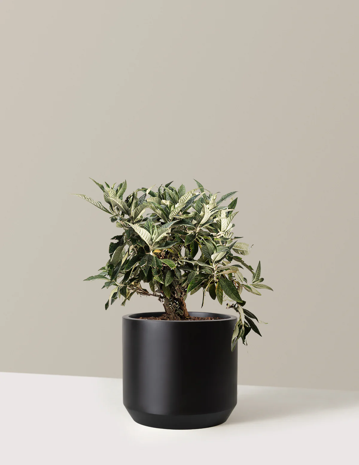 Pugster Blue® Butterfly Bush - Image 5