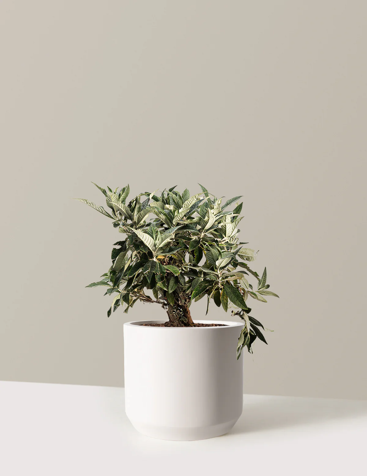 Pugster Blue® Butterfly Bush - Image 6