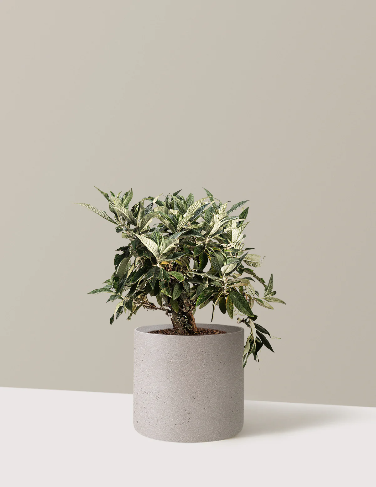 Pugster Blue® Butterfly Bush - Image 8