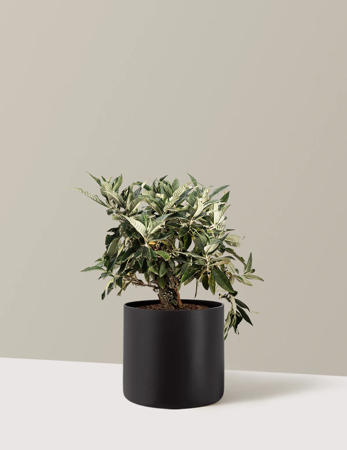 Pugster Blue® Butterfly Bush - Image 9