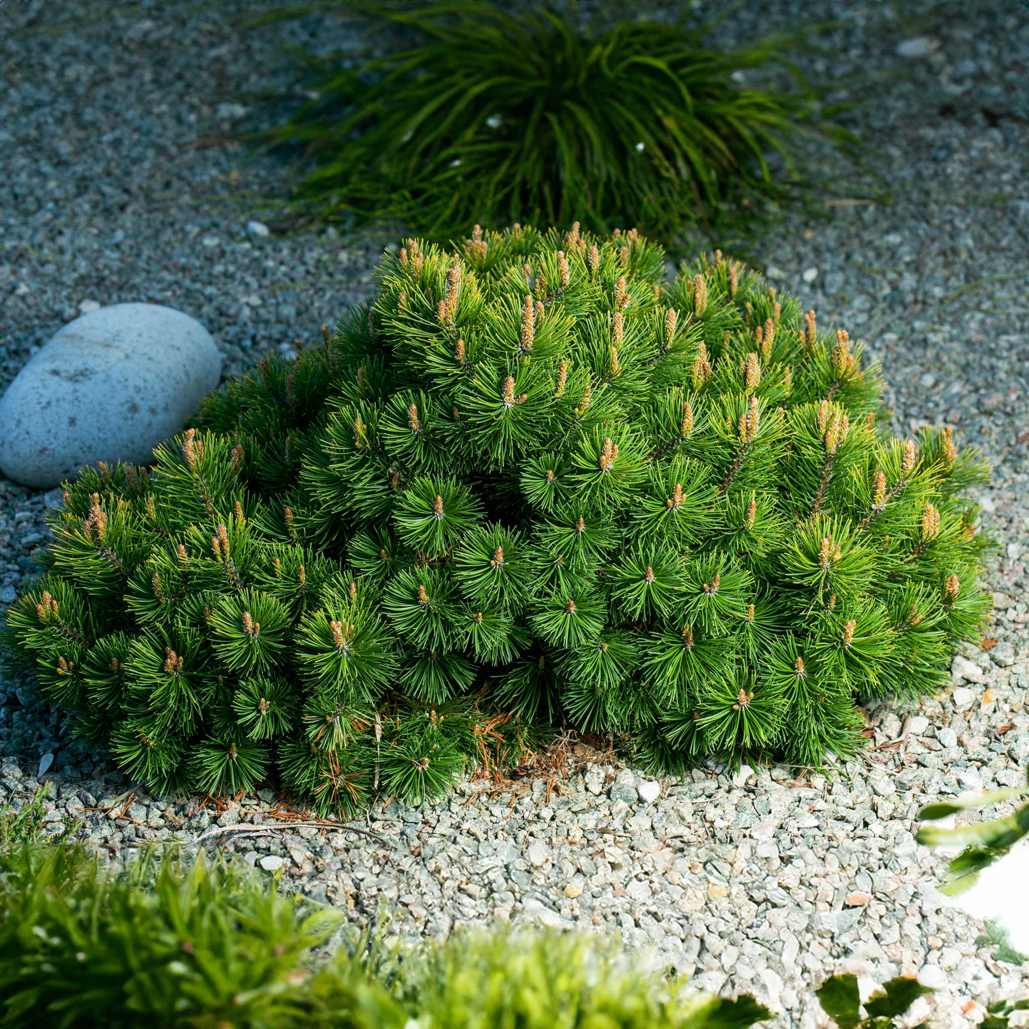 Pumillio Mugho Pine - Image 3