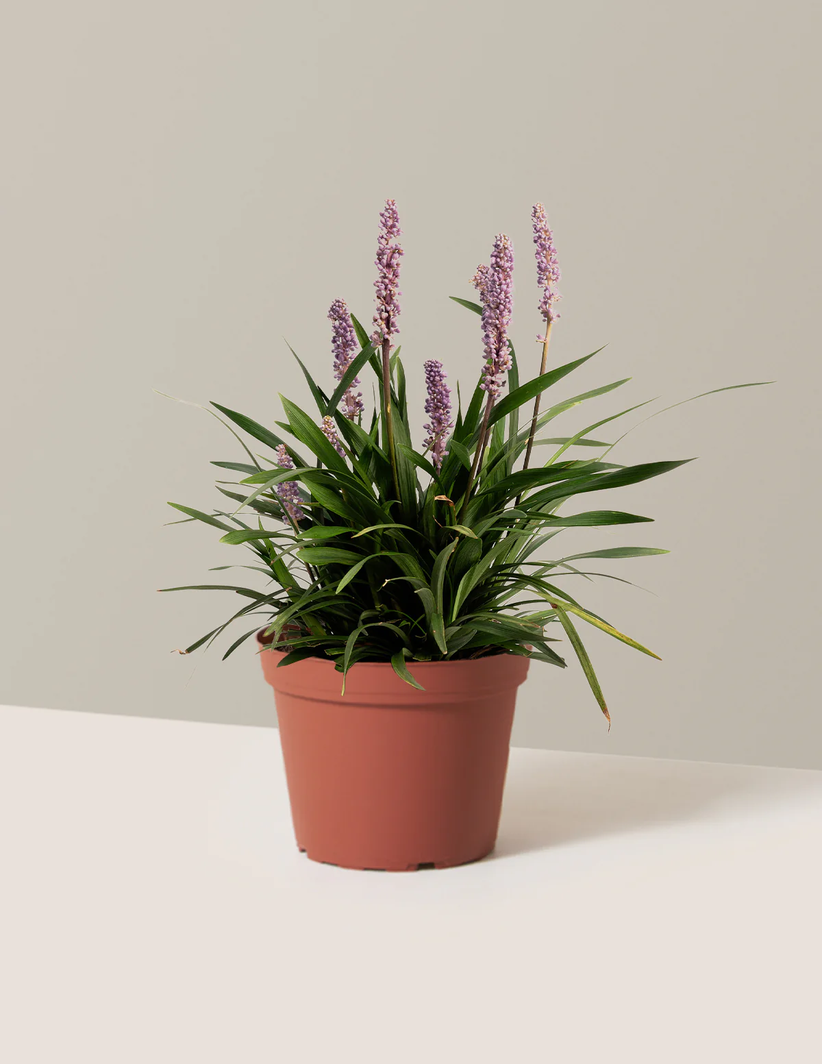 Purple Explosion™ Lilyturf - Image 10