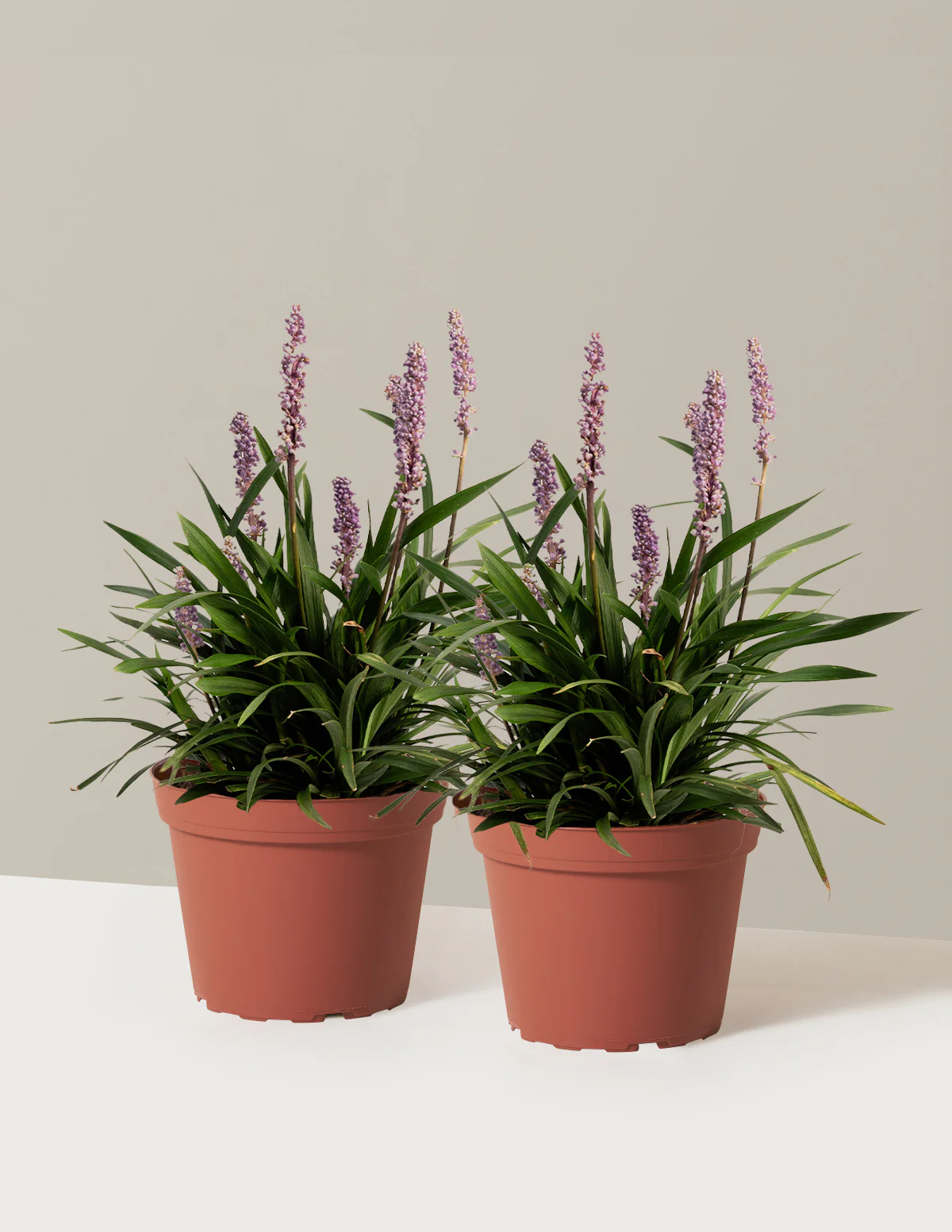 Purple Explosion™ Lilyturf - Image 11