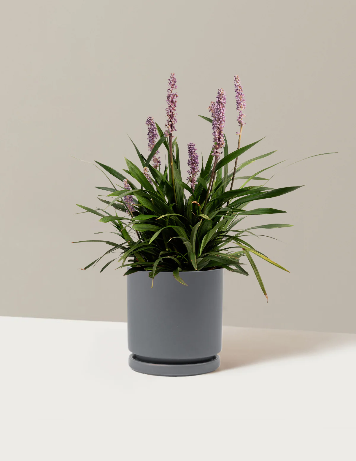 Purple Explosion™ Lilyturf - Image 12