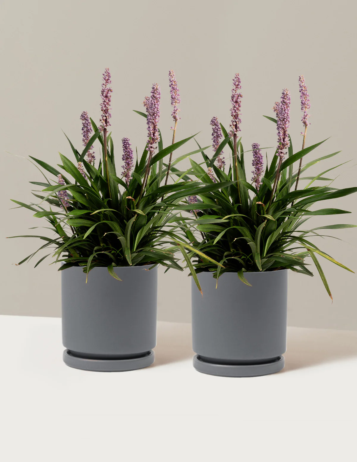 Purple Explosion™ Lilyturf - Image 13