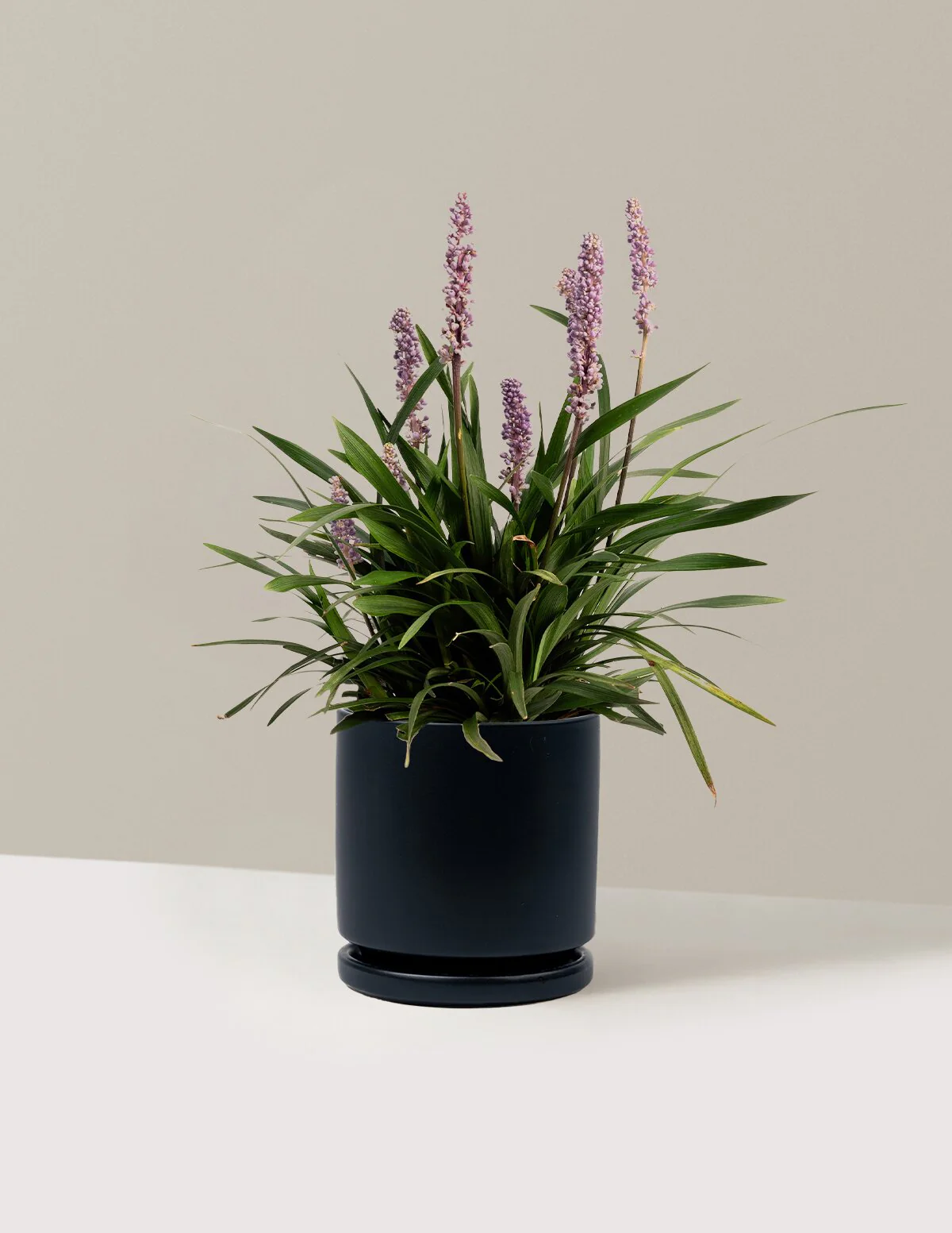 Purple Explosion™ Lilyturf - Image 15