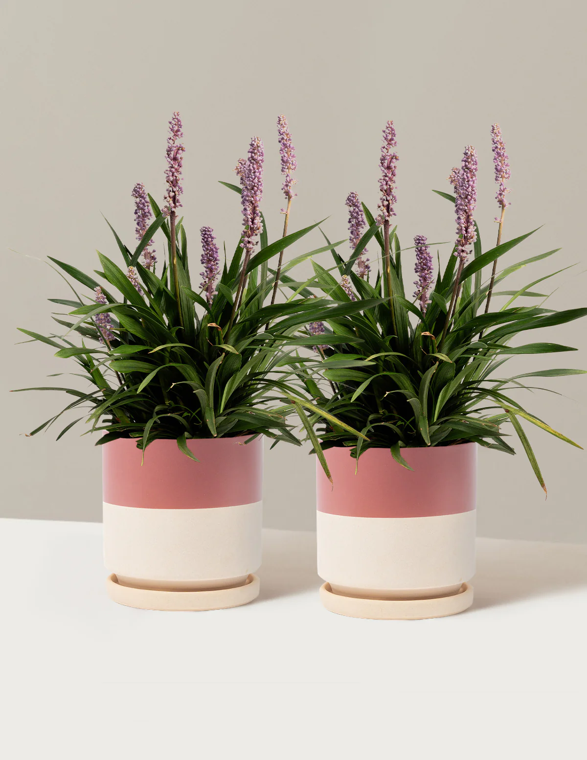 Purple Explosion™ Lilyturf - Image 16