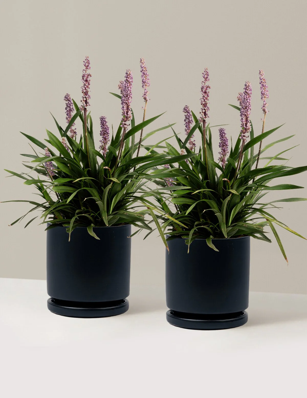 Purple Explosion™ Lilyturf - Image 17