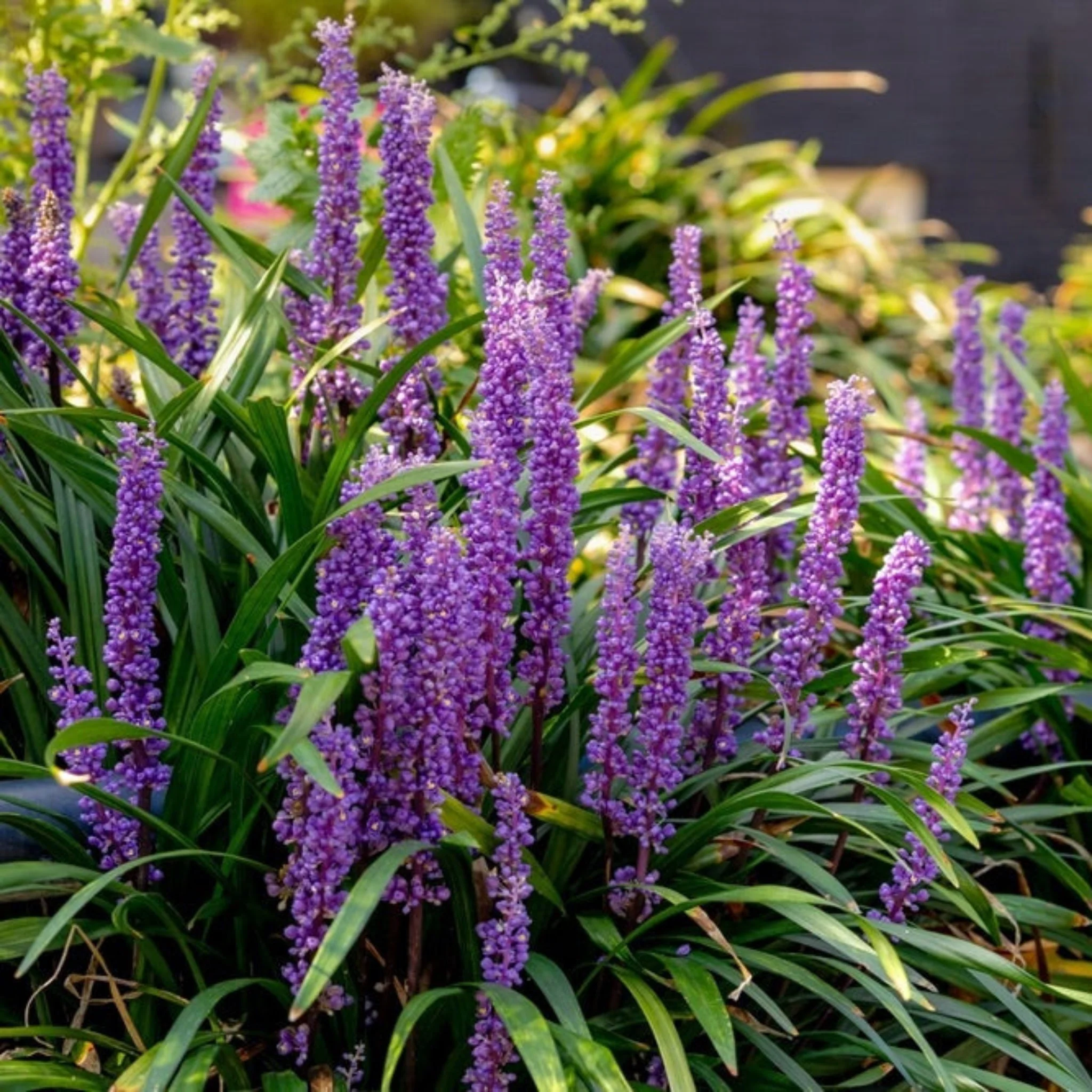 Purple Explosion™ Lilyturf - Image 3