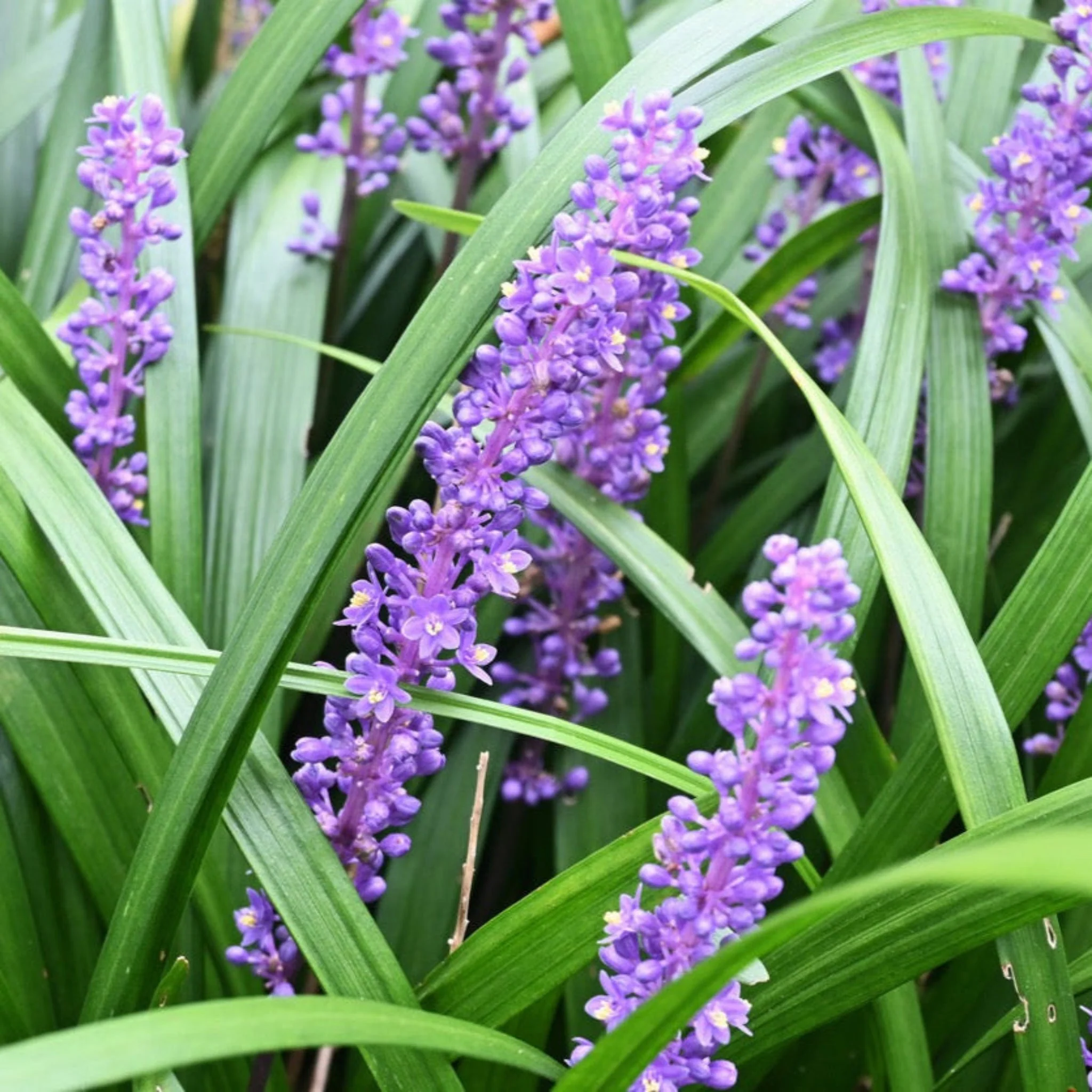 Purple Explosion™ Lilyturf - Image 4