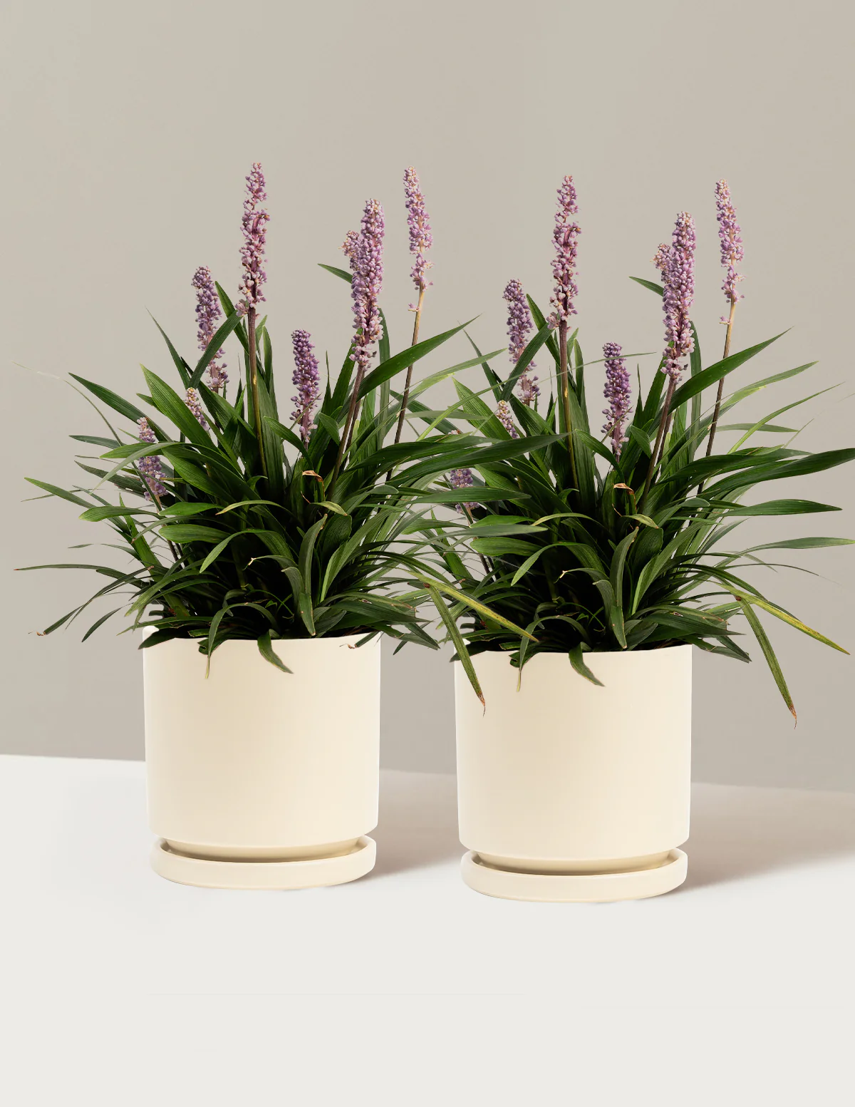 Purple Explosion™ Lilyturf - Image 7