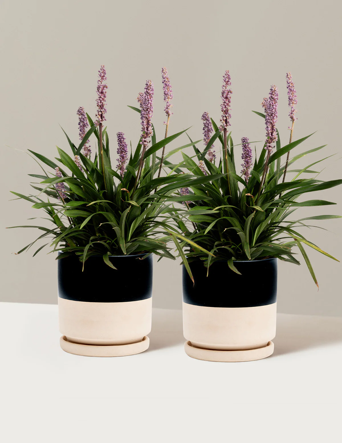 Purple Explosion™ Lilyturf - Image 8
