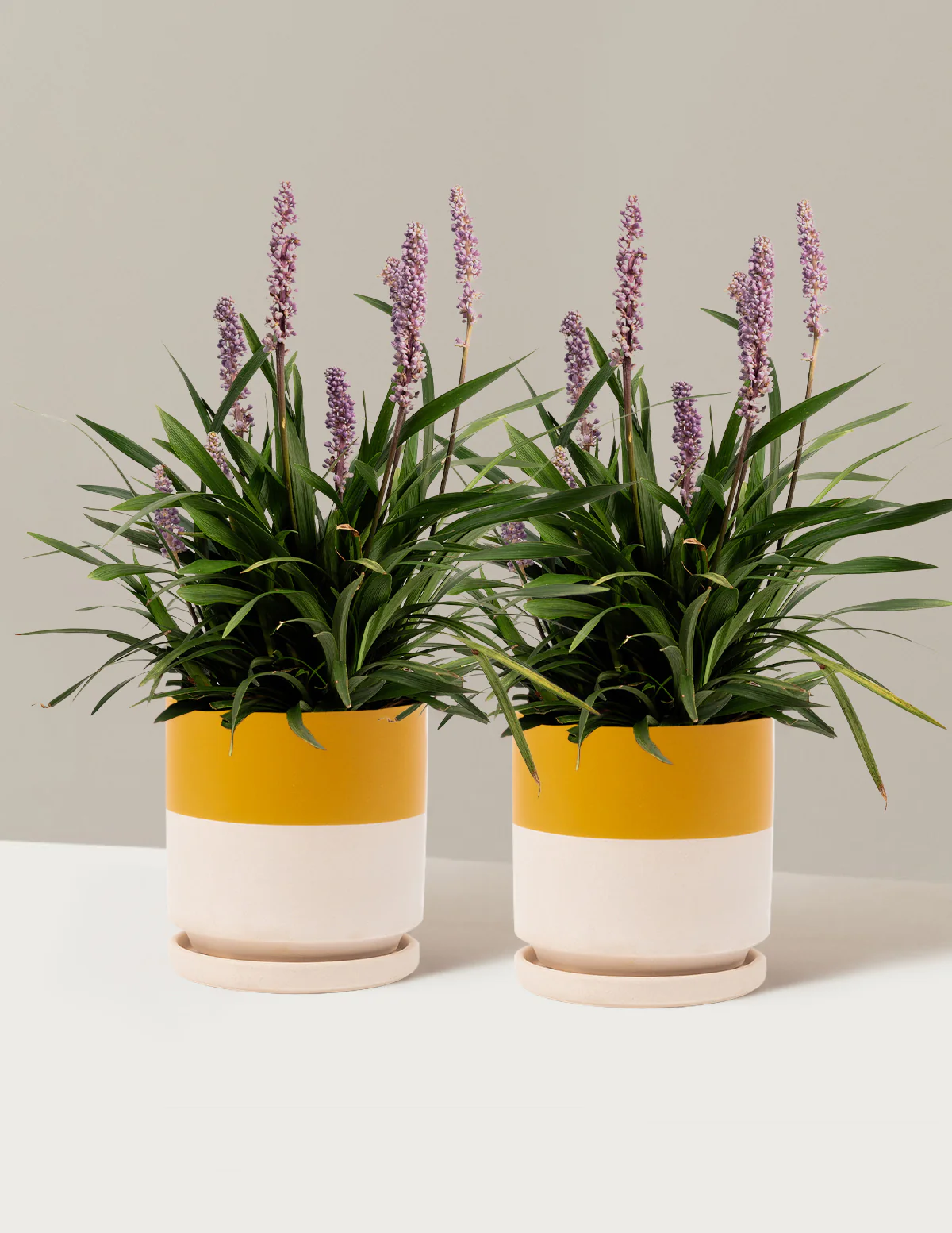 Purple Explosion™ Lilyturf - Image 9