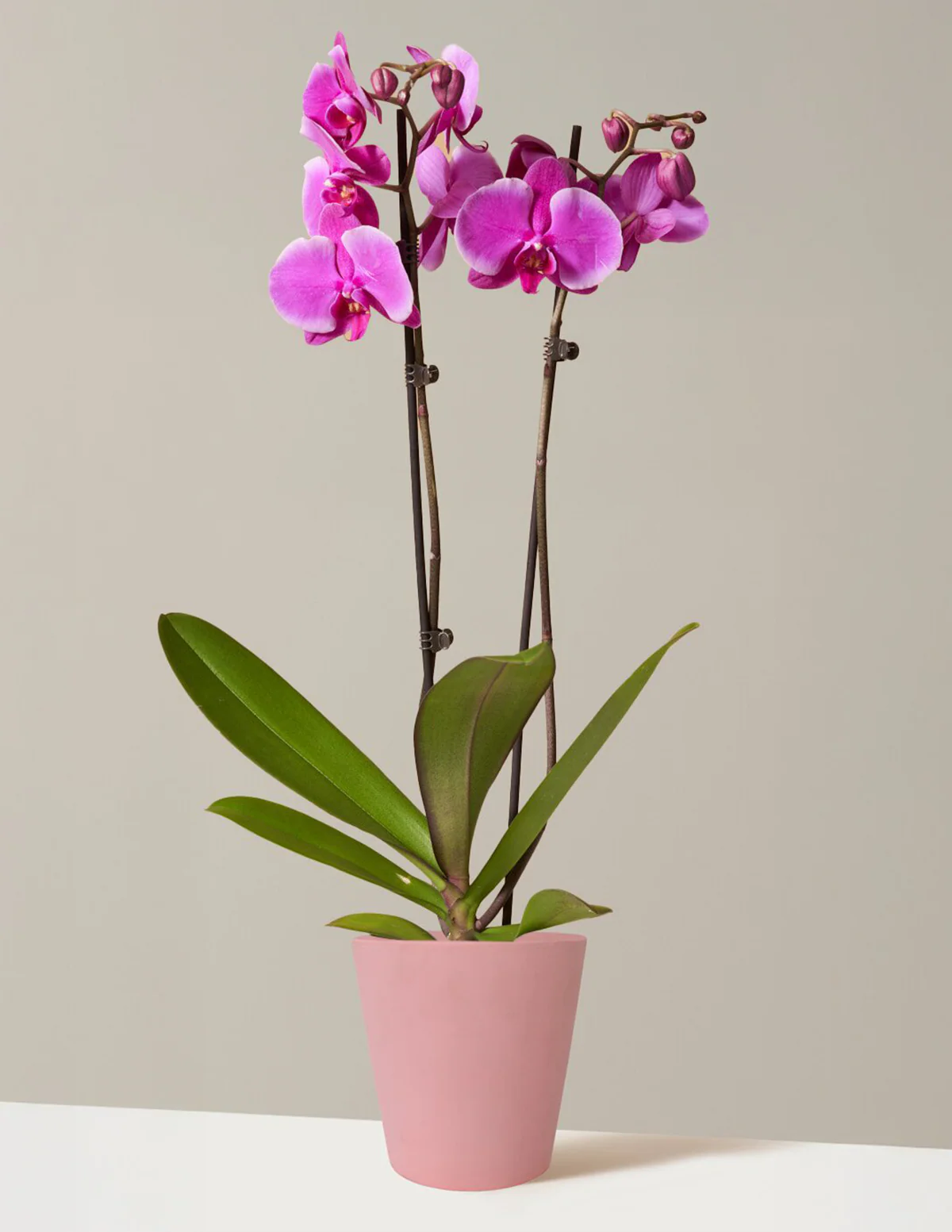Purple Orchid - Image 4