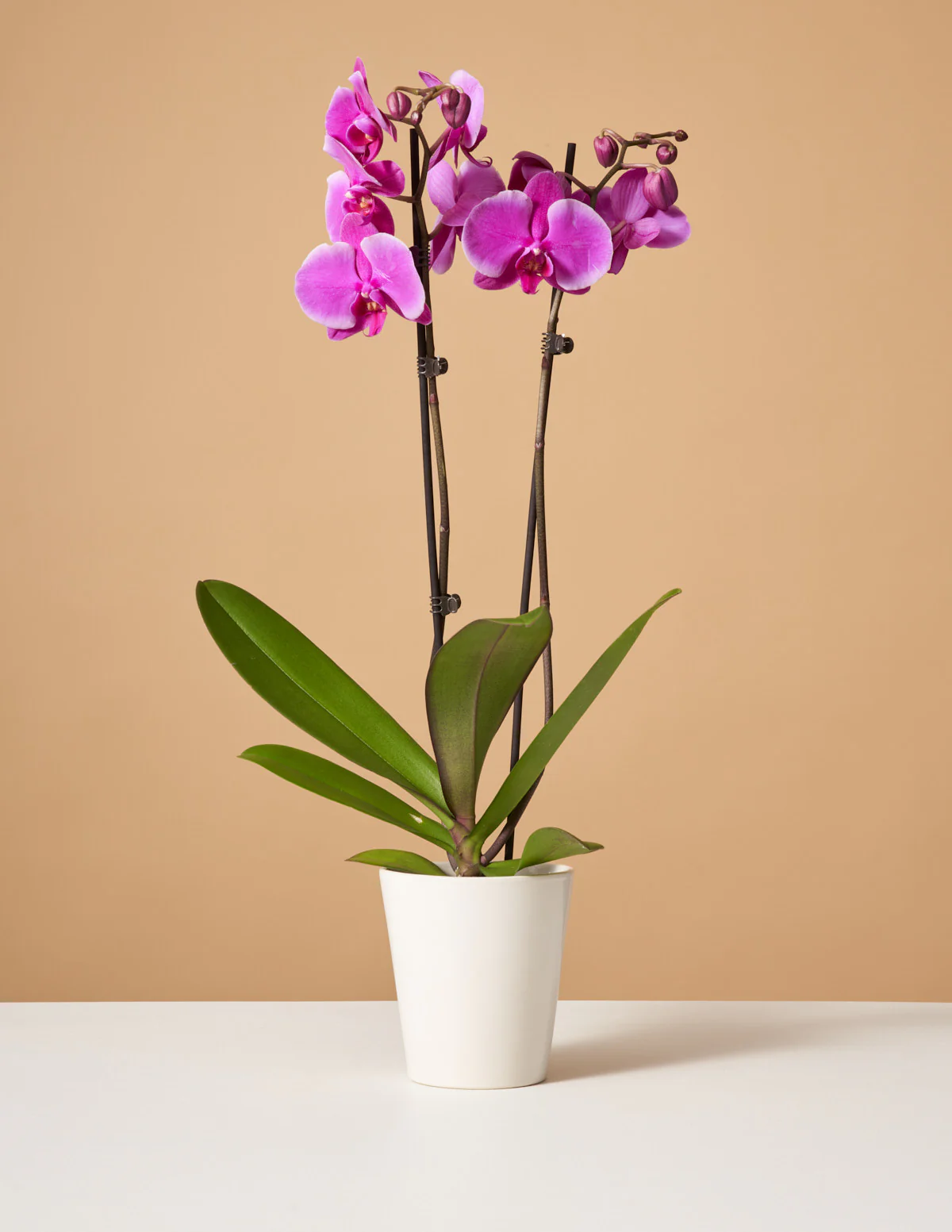 Purple Orchid - Image 5