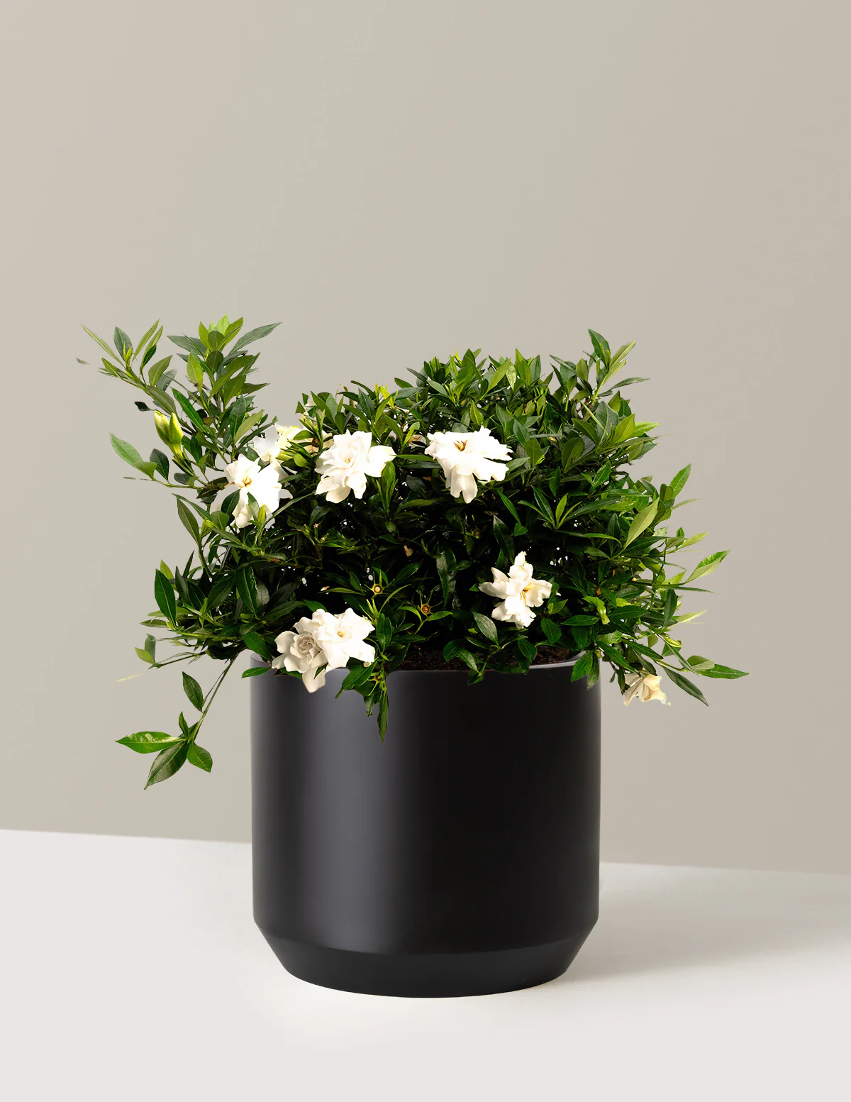 Radicans Gardenia - Image 10