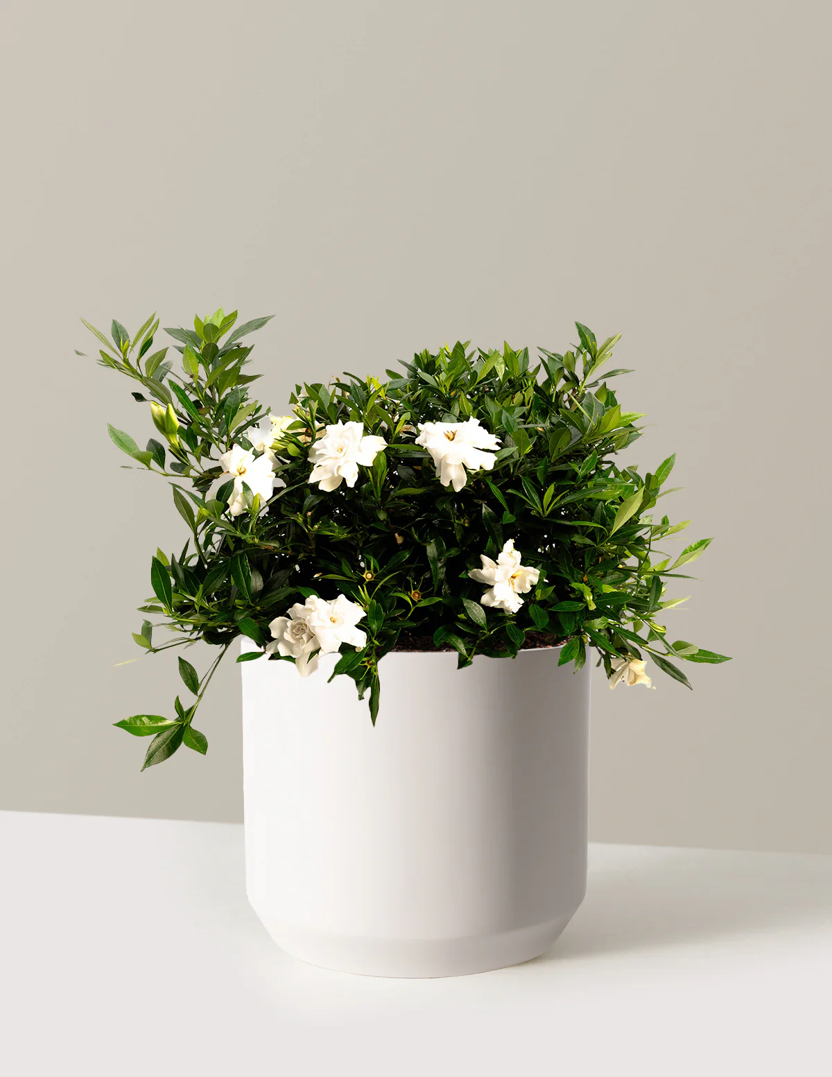 Radicans Gardenia - Image 3