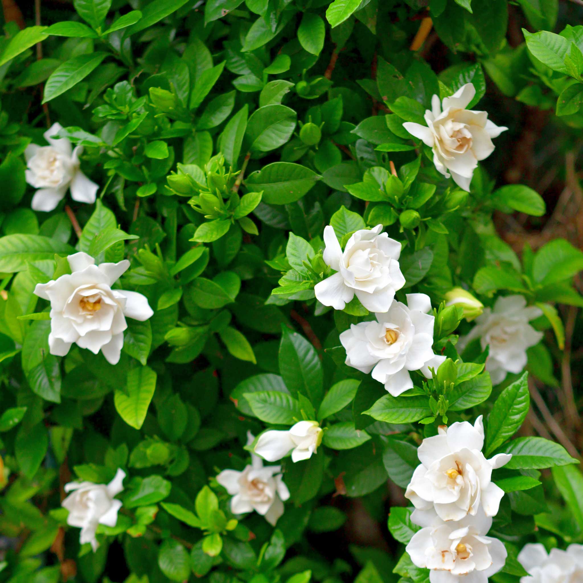 Radicans Gardenia - Image 4