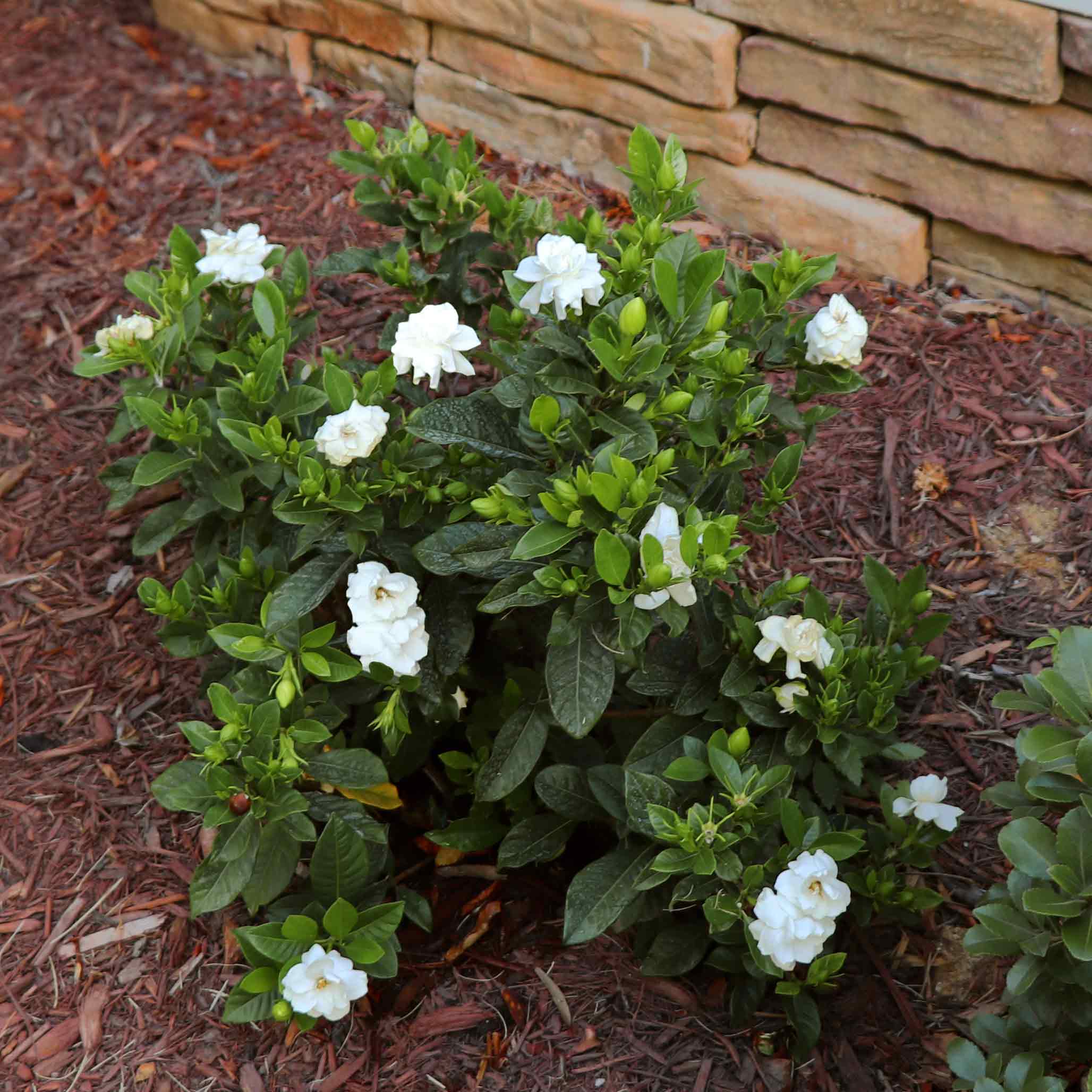 Radicans Gardenia - Image 5