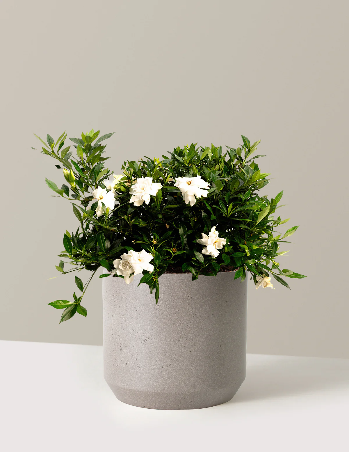 Radicans Gardenia - Image 6
