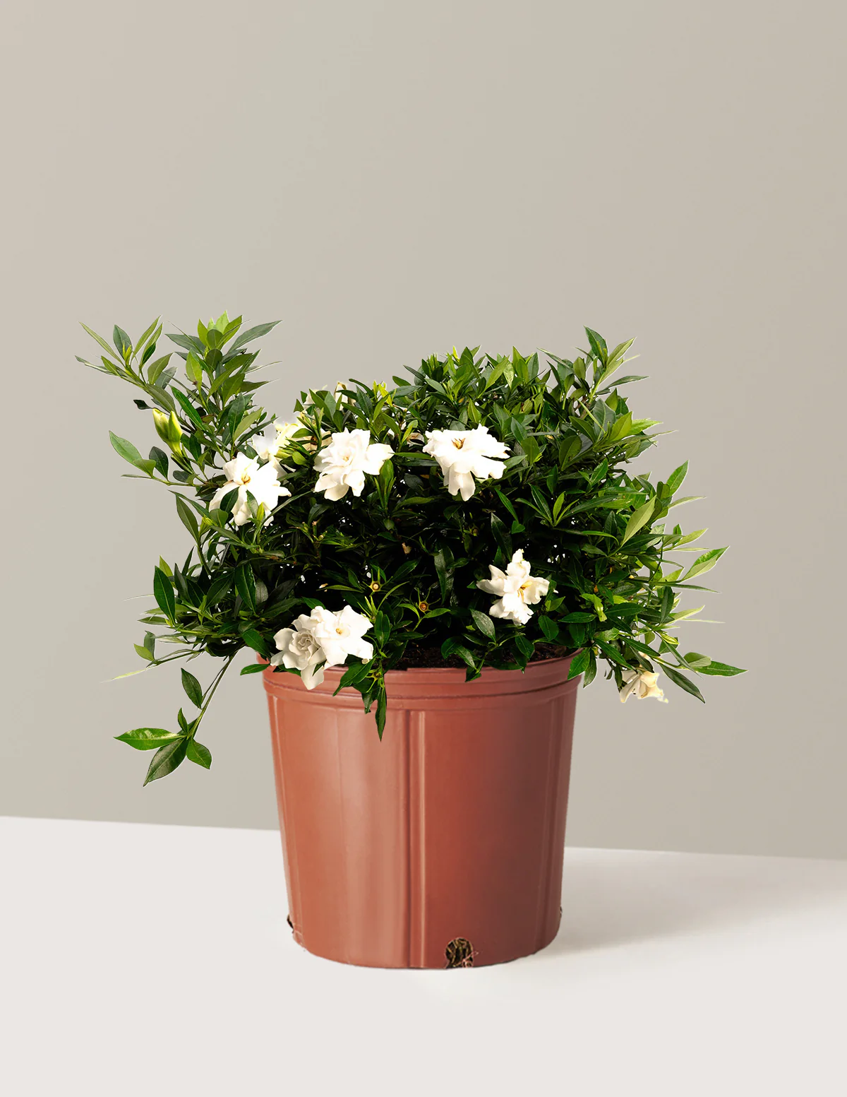 Radicans Gardenia - Image 7