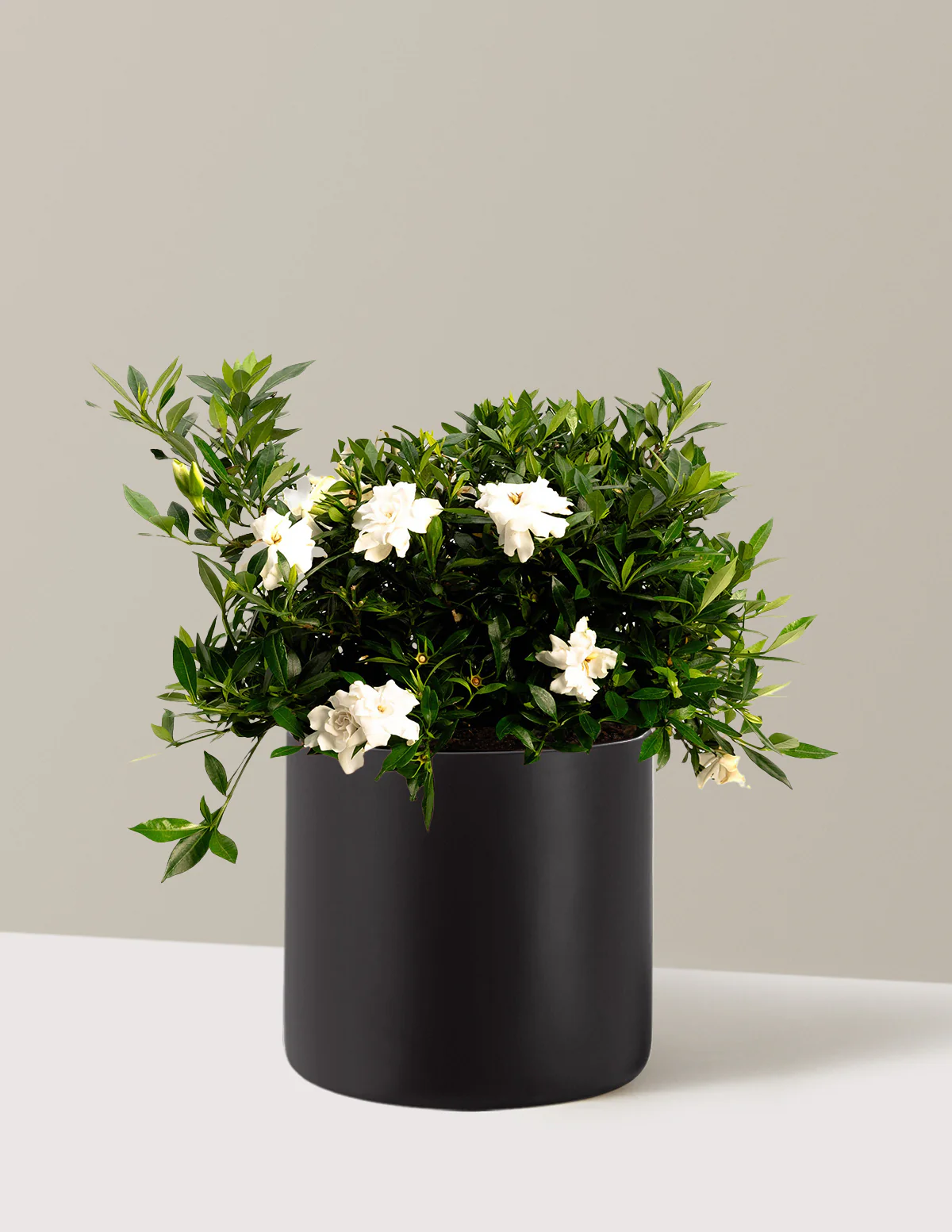 Radicans Gardenia - Image 8