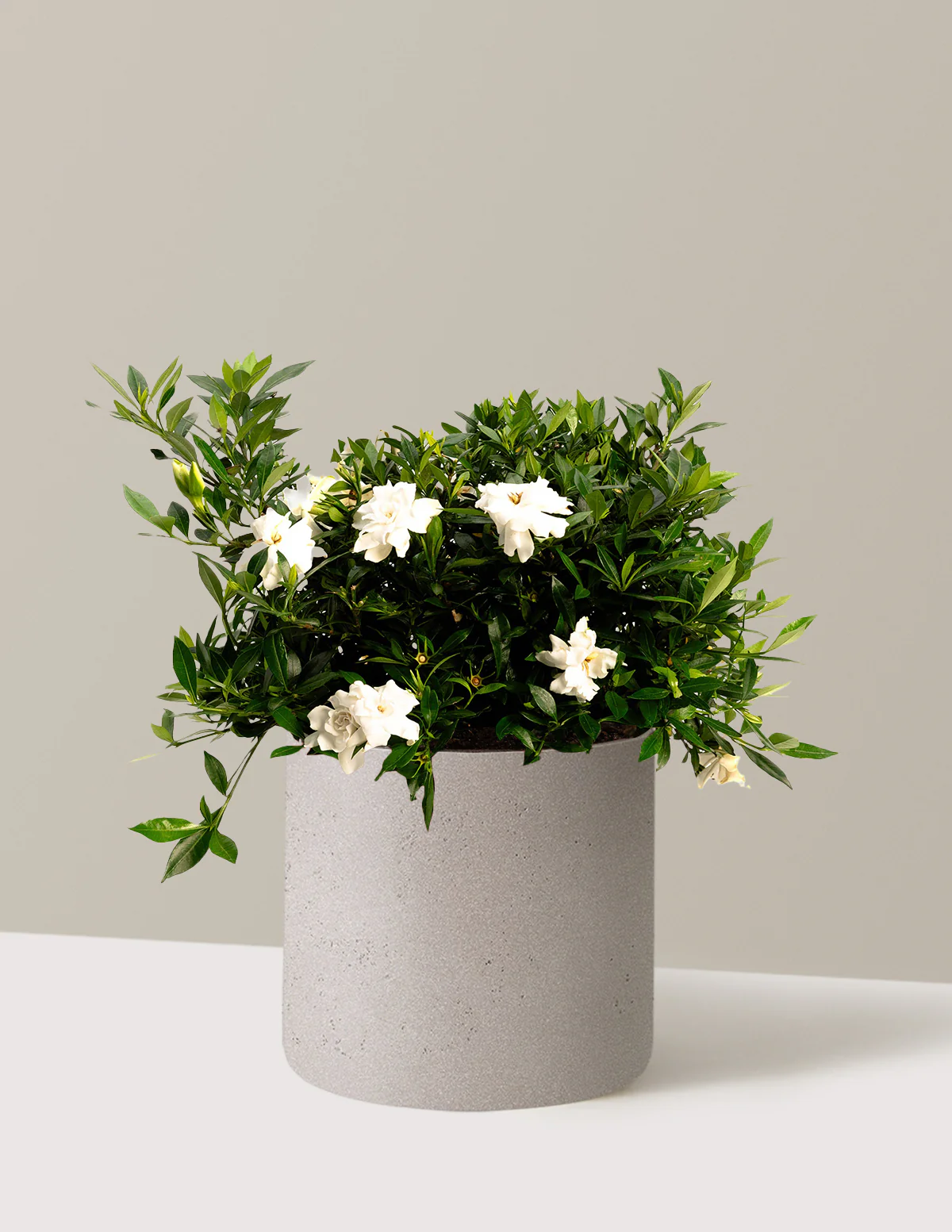 Radicans Gardenia - Image 9
