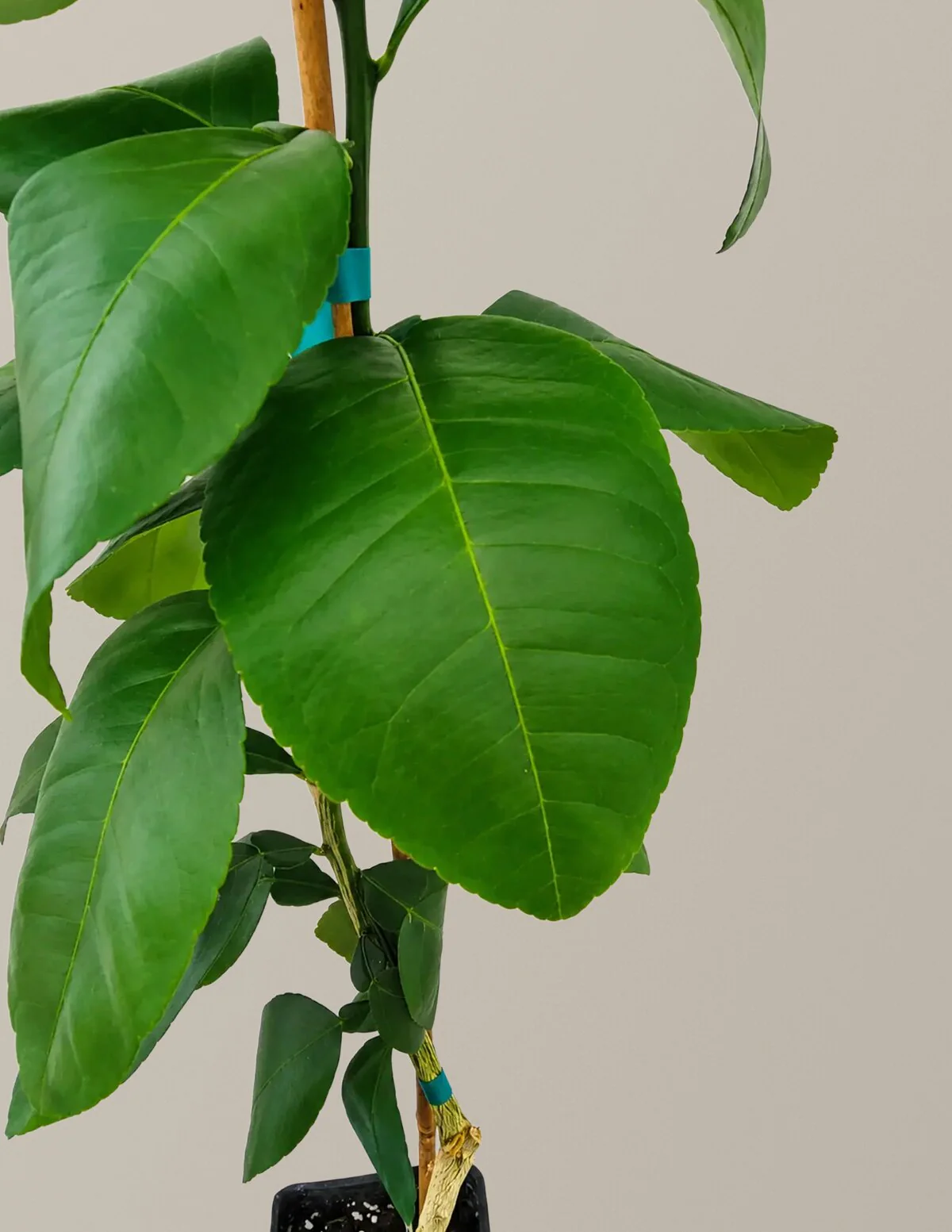 Ray Ruby Grapefruit Tree (FL) - Image 3