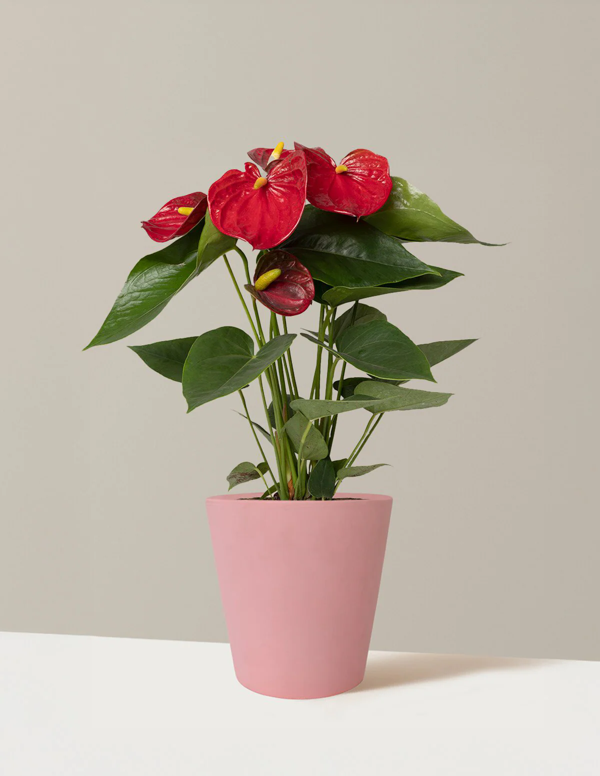 Red Anthurium - Image 11