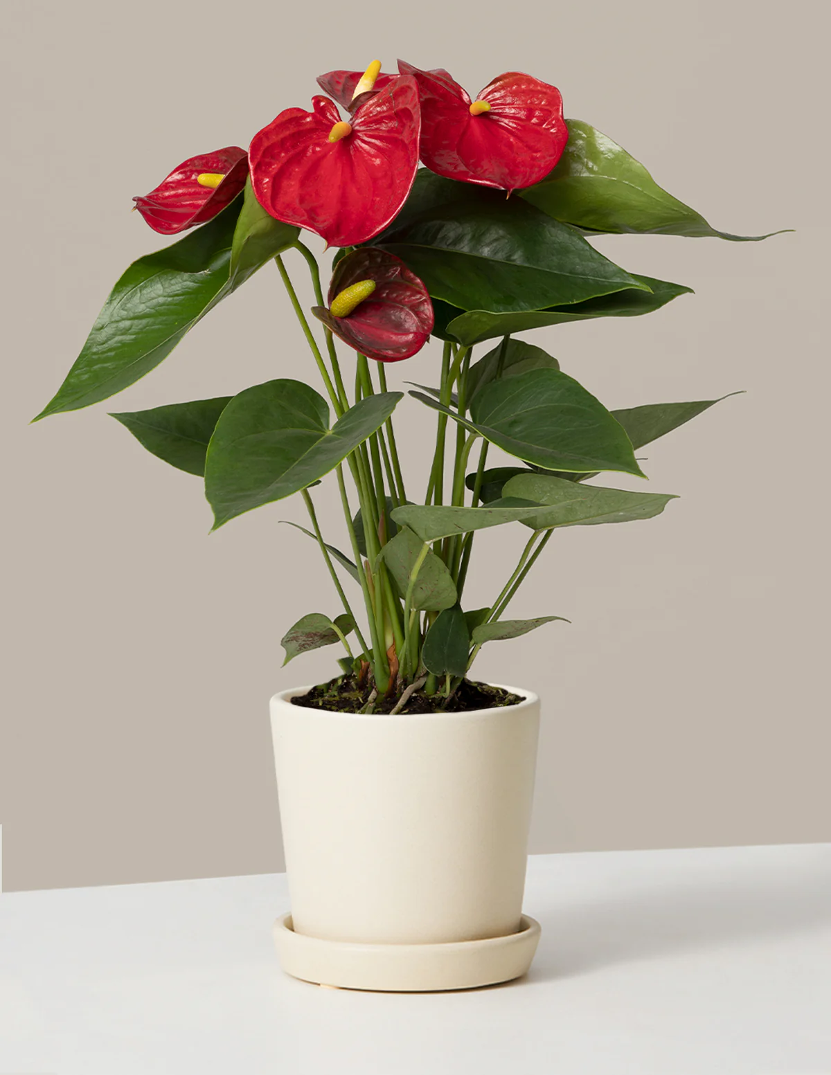 Red Anthurium - Image 4