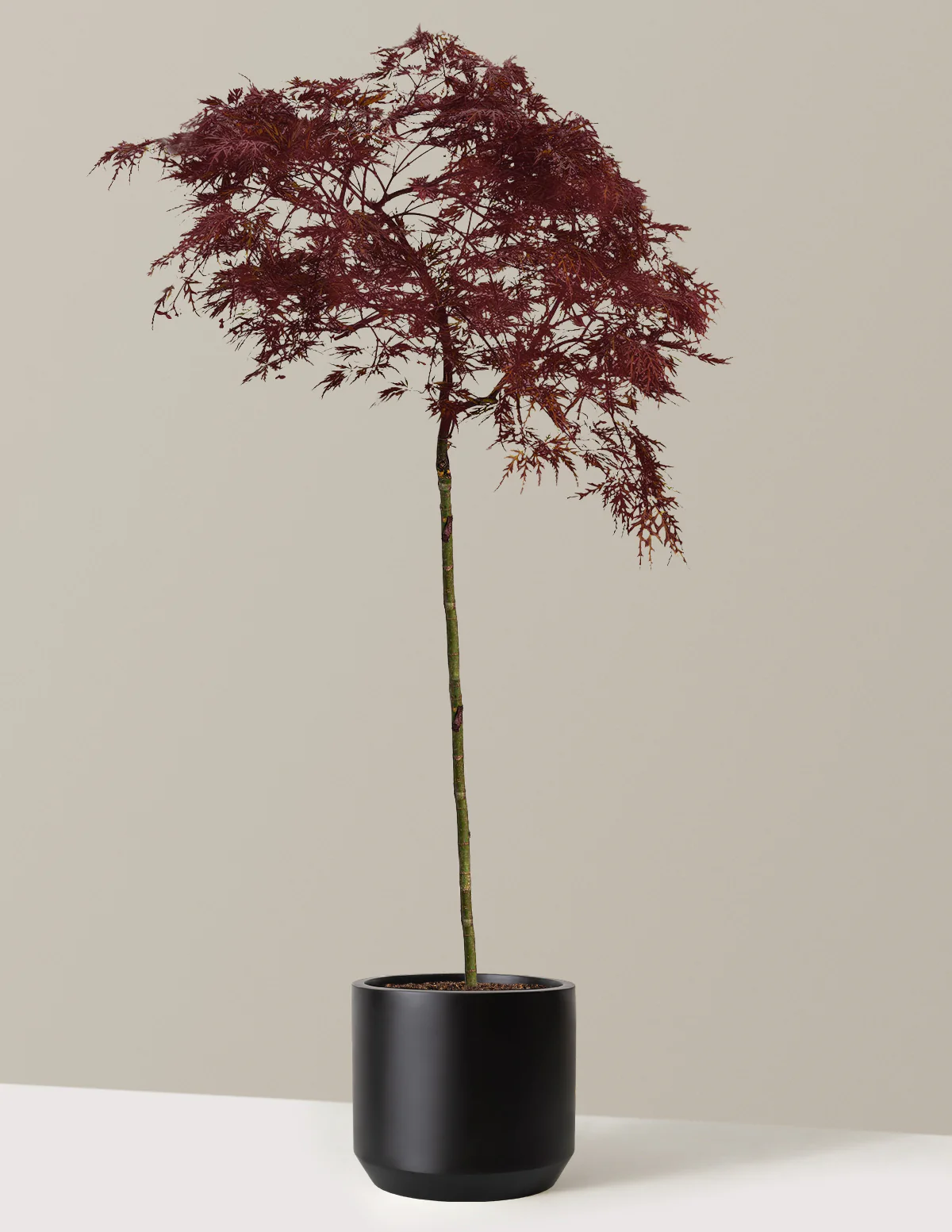 Red Dragon Japanese Maple Tree - Image 10